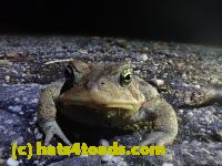 /home//u458753944/public_html/sourcegallery//Roxborough Toad Detour/2021/2021-04-10/P4100215.JPG